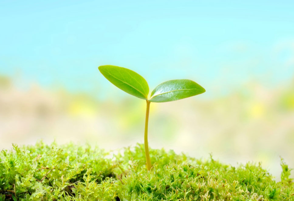 みんなの未来を育むタネまき出資金