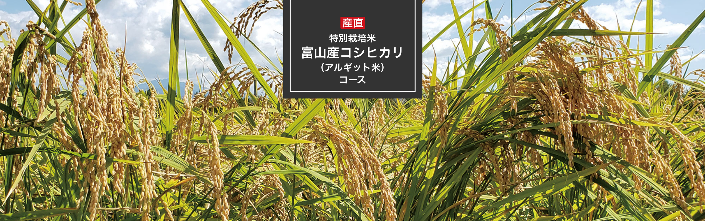特別栽培米 富山産コシヒカリ（アルギット米）コース