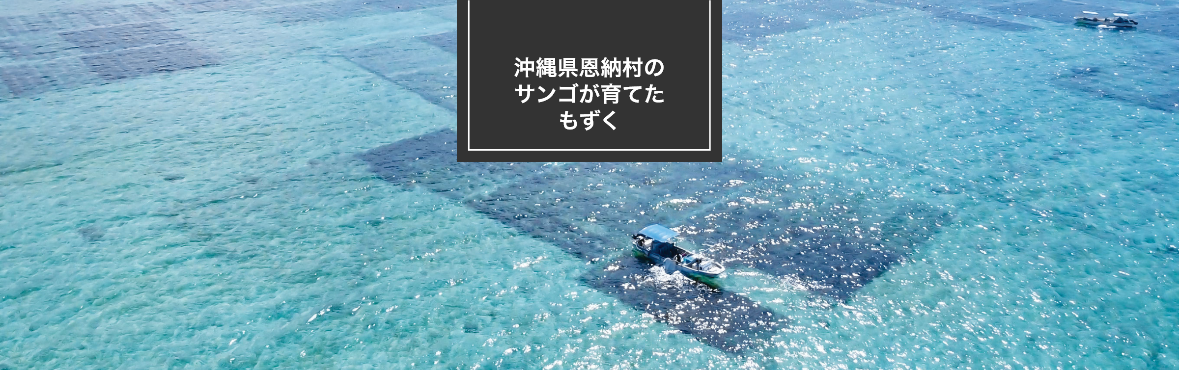 沖縄県恩納村のサンゴが育てたもずく