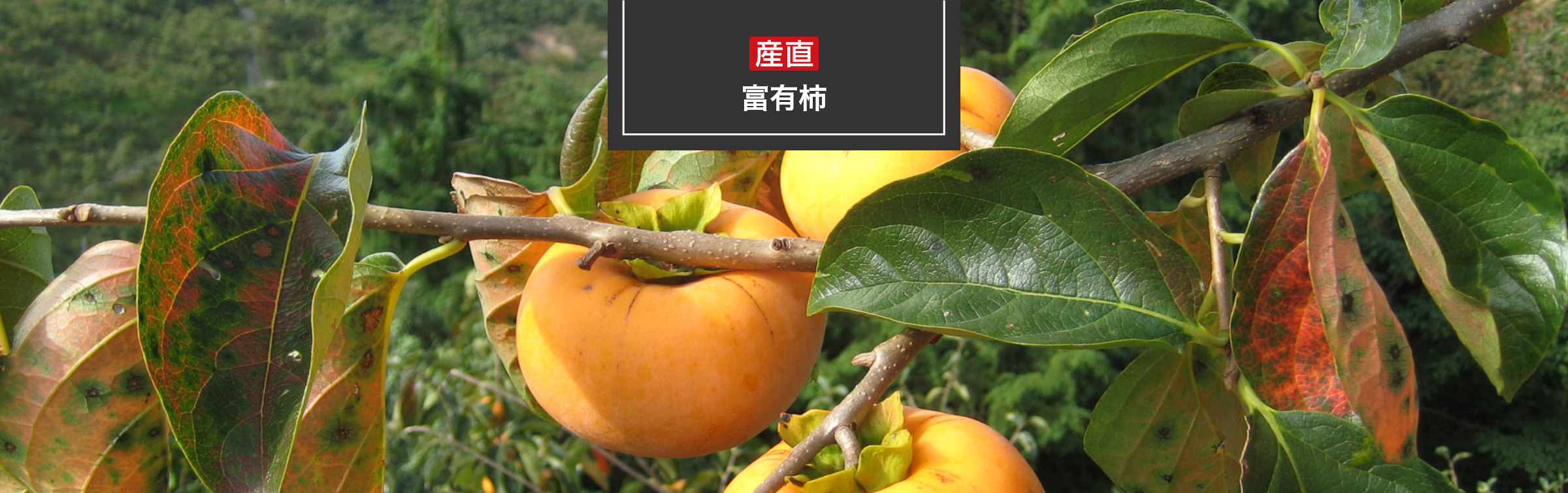富有柿