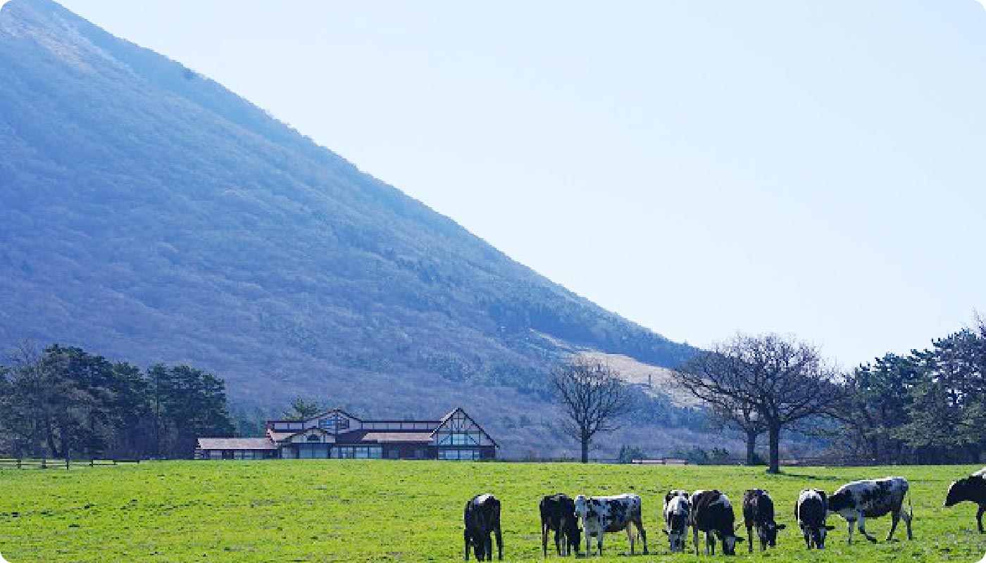 自然豊かな牧場でのびのび育った乳牛たち
