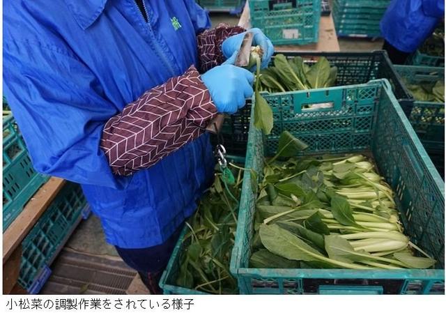 小松菜の調製作業をされている様子（修正）.jpg