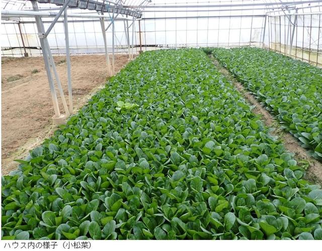 ハウス内の様子（小松菜 修正）.jpg
