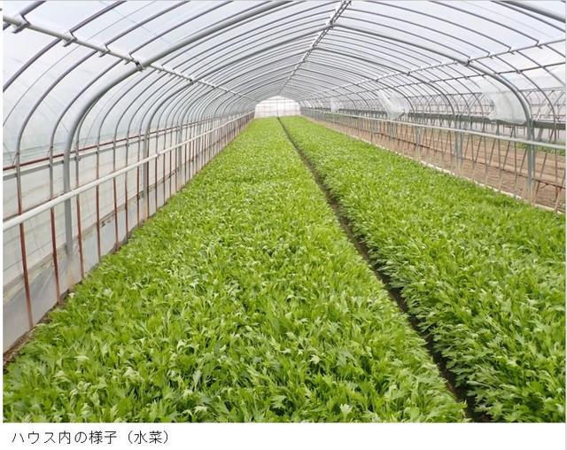 ハウス内の様子（水菜 修正）.jpg